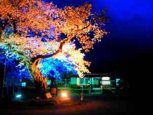 中山平温泉・大桜の夜桜1
