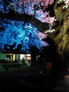 中山平温泉・大桜の夜桜5