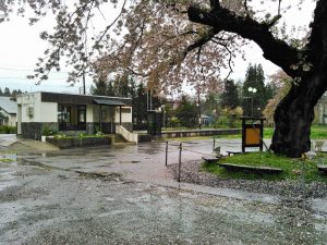中山平温泉駅駅舎と大桜