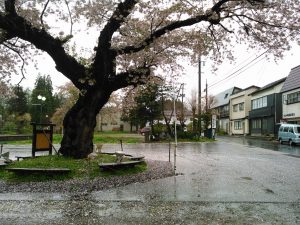 駅前ロータリーと大桜