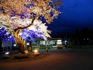 中山平温泉・大桜の夜桜2