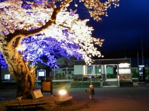 中山平温泉・大桜の夜桜3