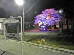 中山平温泉・大桜の夜桜7