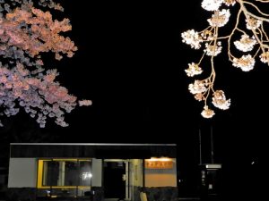 中山平温泉・大桜の夜桜8