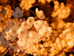 中山平温泉・大桜の夜桜9