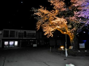 中山平温泉・大桜の夜桜10